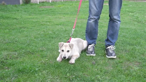 A man with a dog on a leash Stock Footage 274730712