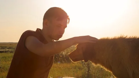 Man with a dog in the meadow at sunset Stock Footage 89865990