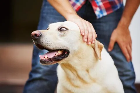 Man with dog Fotos Stock