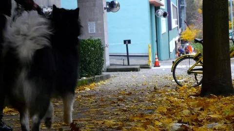 Man With a Dog Running - Fall Leaves 動画素材 82371782