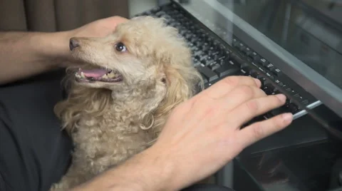 The man with the dog touches the keyboard Stock Footage 59162585