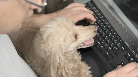 The man with the dog touches the keyboard Stock Footage 59162646