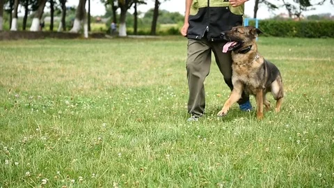 Man is dog trainer with German Shepherd goes on grass on summer day Stock Footage