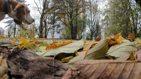 A man with a dog is walking along a path through a park in Munich. Fallen yellow 스톡 동영상 119855211