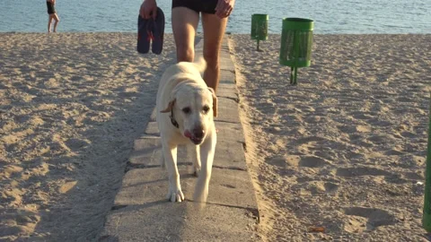 A man with a dog walking on the beach Stock Footage 170489837