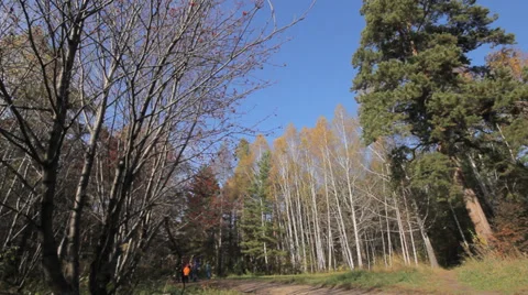 Man with dog walking in forest Stock Footage 32410509