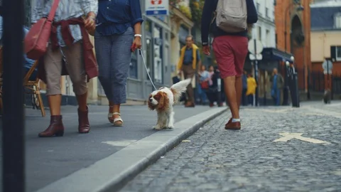 Man with a dog walking in Paris Stock Footage 127751614