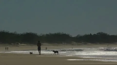 Man with dogs @ beach Stock Footage 11270335
