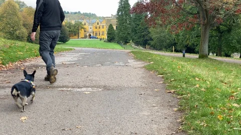 Man with dogs Stock-Footage 119207361