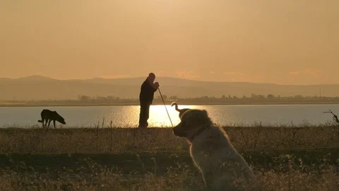 Man with dogs on the shore Stock Footage 69993970