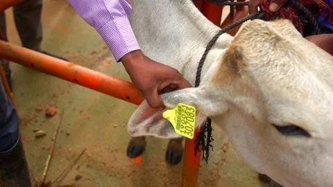 Man doing cow tag number in cowshed india Video stock 212019675