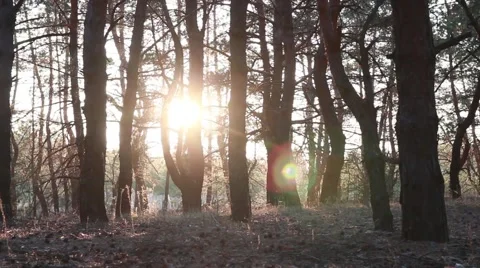 Man doing with a dog run in the autumn forest Stock Footage 50374633