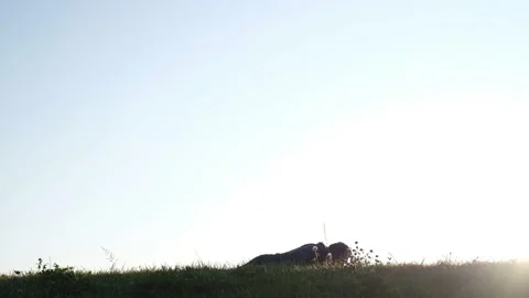 A man doing a push up in a park on green grass Stock Footage 116519078