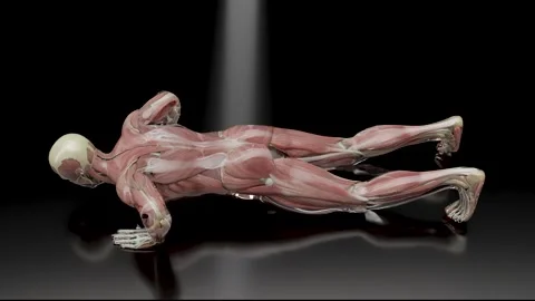 Man doing Push-Ups. Anatomy Muscles Tendons, Chest extreme workout demonstration Video stock 249669143