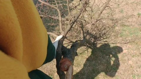 Man Dragging A Tree Stock Footage 188210687