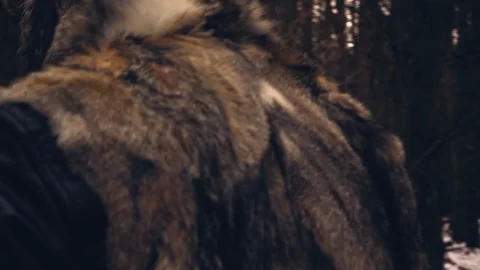A man dressed in the skin of a wolf walks through the woods in winter Stock Footage 86861973