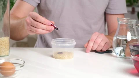 A man drips red dye into a container of rice. An unusual way of coloring and Stock Footage 236659989