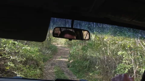 Man Driving Car Through Forest Filled With Trees Vídeo Stock 266817016
