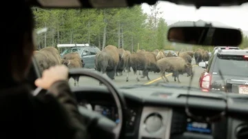 Man Driving a Car Through a Herd of Bison Buffalo on the Road 動画素材 86088485