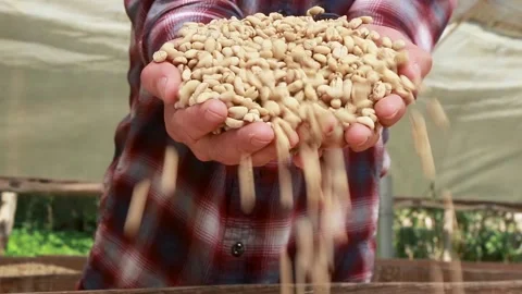A man dropping a bunch of coffee beans over a solar drier Stock Footage 139946630