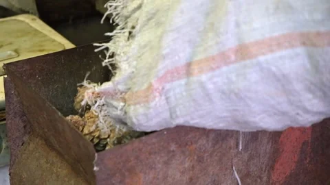 Man drops cones out of a bag into homemade device for extracting cedar nuts from Stock Footage 177371495