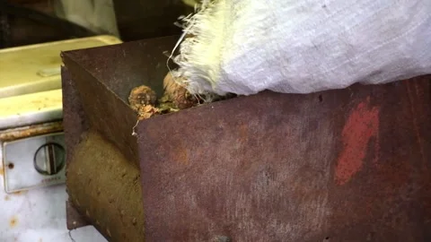 Man drops cones out of a bag into homemade device for extracting cedar nuts from Stock Footage 188980212