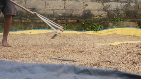 A man is drying and leveling rice Stock Footage 316923341