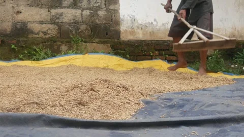 A man is drying and leveling rice Stock Footage 316923378