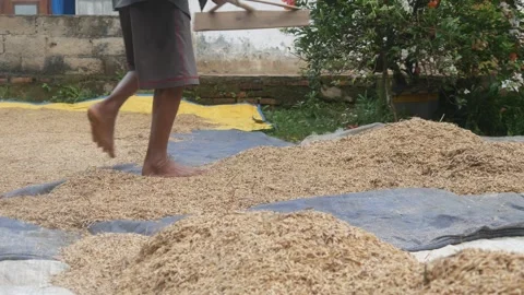 A man is drying and leveling rice Stock Footage 316923381