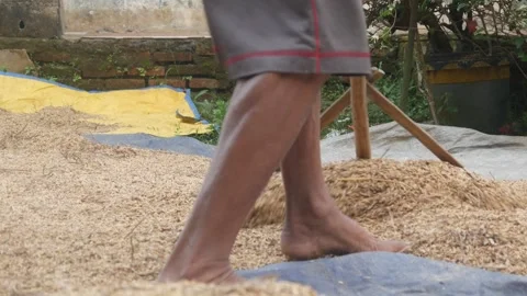 A man is drying and leveling rice Stock Footage 316923383
