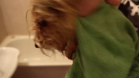 Man drying her Yorkshire terrier with towel after bathing Stock Footage 75818416