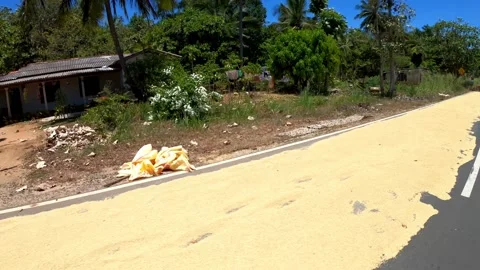 A man drying out rice on the road in Sri Lanka, HD. Stock Footage 140246465