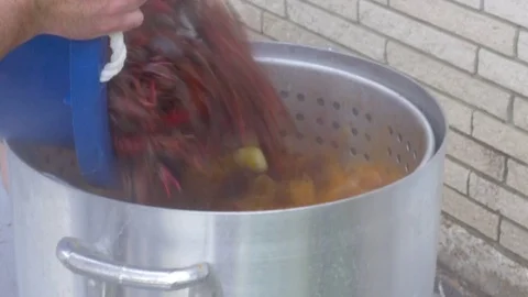 Man Dumps a Large Sack of Live Crawfish into a Metal Pot of Boiling Water Stock Footage 74987856