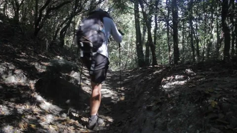 A man during a hike walks through a shaded area close to a creek in Cerrado biom Stock Footage 194396364