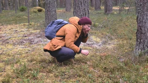 Man eating berries in the forest. A man with backpack walking in the autumn Stock Footage 163801865
