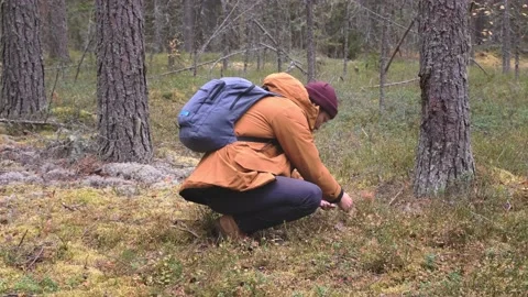 Man eating berries in the forest. A man with backpack walking in the autumn Stock Footage 164218442