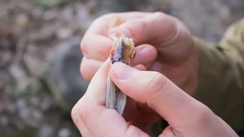 Man eats dried snacks dried fish with beer Stock-Footage 127716801