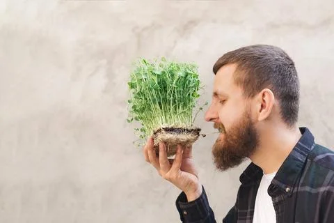 Man eats pea microgreens Stock Photos