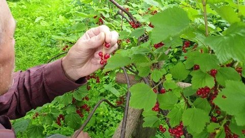 A man eats red currants from the bush. A man eats fresh berries. Stock Footage 112124380