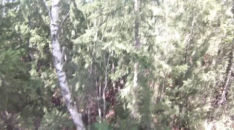 The man on the edge of the slope in the woods Stock Footage 68189481