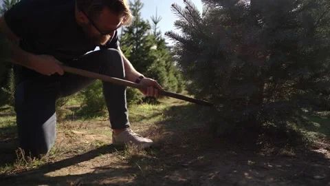 Man effortfully saws at trunk of white fir tree. Stock Footage 222845352