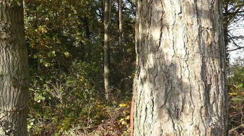 A man embrace a tree Video stock 56591743