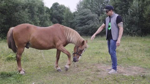 Man embracing and stroking white horse outdoors. Guy hugging a horse in the Stock Footage 97388573