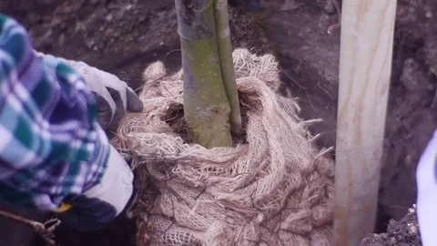 Man is Engaged in Landing of a Small Fruit-Trees Stock Footage
