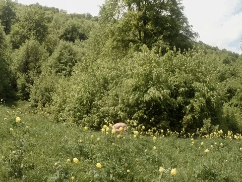 Man is engaged in yoga head down with his feet up in yellow flowers in the Stock Footage