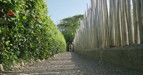 Man enjoying walking in narrow path looking on flower in summer park. Stock Footage 270534133
