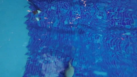 Man enter or exit swimming pool by steps. POV male barefoot legs. Vidéo 235386911