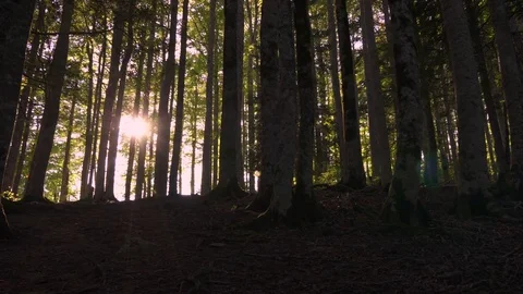Man entering the forest. Nature Stock Footage 80676041