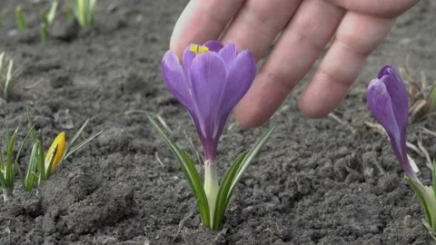 Man examines and gently stroking the flower of purple Crocus, which grows alone Video stock 106299320