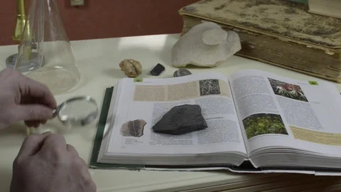 Man examines the fossil Stock Footage 74339981